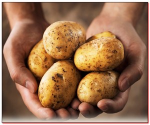 Секрет урожайной картошечки
