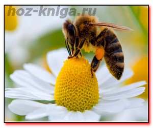 От пчелиных укусов